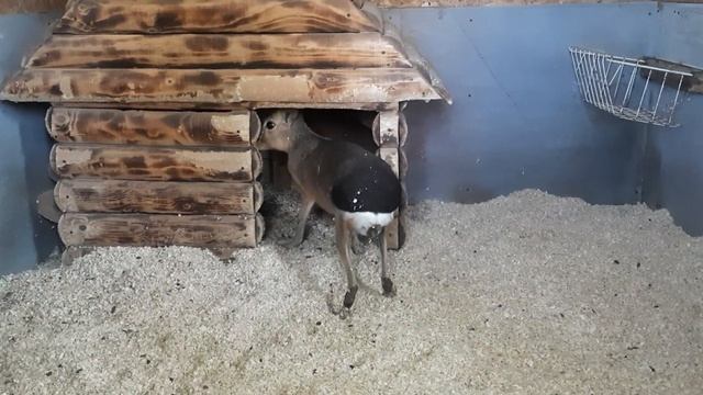 Обезьянка Милашка и вкусняшка,а так же барсук, дикобразы, мары #обезьяна #petmonkey #monkey #капуци смотреть онлайн