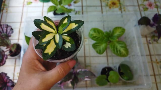 Проверяю тепличку/ Какие корни у черенков?/ Комнатные растения смотреть онлайн