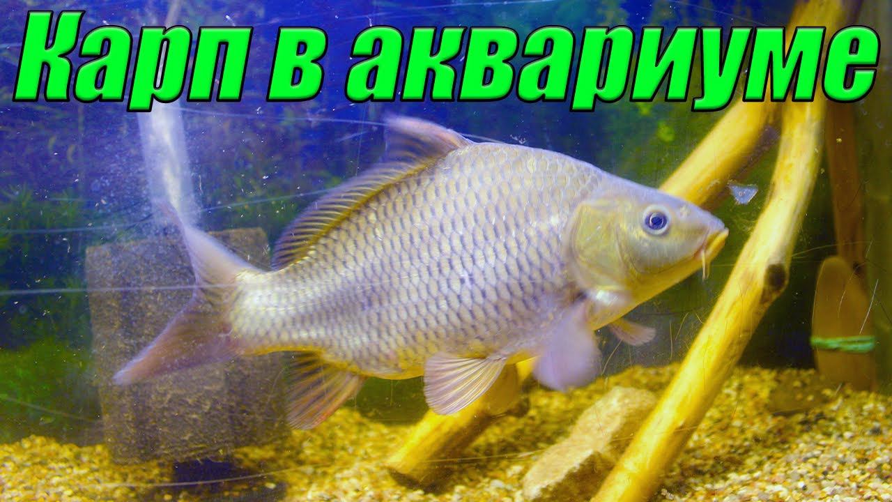 Речные рыбы в аквариуме (карп) смотреть онлайн