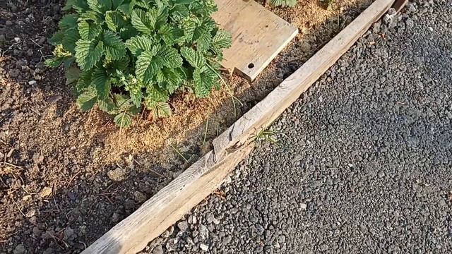 Миссия спасти смородину//Сад атакует тля//Тля бывает разная// смотреть онлайн