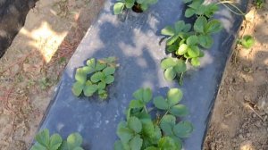 Обработка клубники от мучнистой росы,хлороз на клубнике, обработка против гусениц