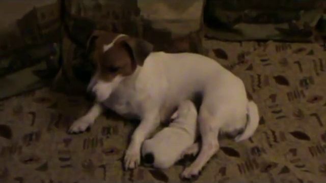 Щенок Джек Рассел терьер. Для продажи смотреть онлайн