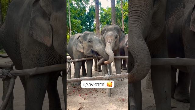 слоны невероятно милые ? смотреть онлайн