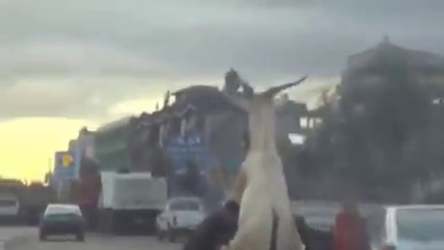 Казел приход смотреть онлайн