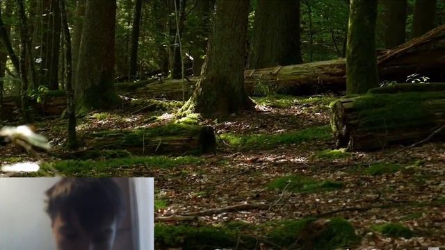 Звуки леса, музыка для релаксации и расслабления Реакция на Sworder