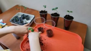 Вытянулась рассада дыни. Перевалка дыни «Алтайская»,томат «Золотая клуша».