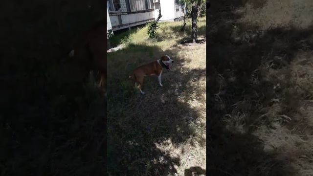 Питбуль Миша. смотреть онлайн