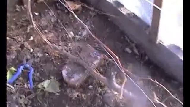 Виноград перед зимовкой. смотреть онлайн