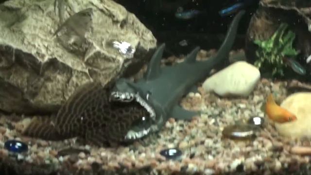 АКУЛА СЪЕДАЕТ СОМА смотреть онлайн