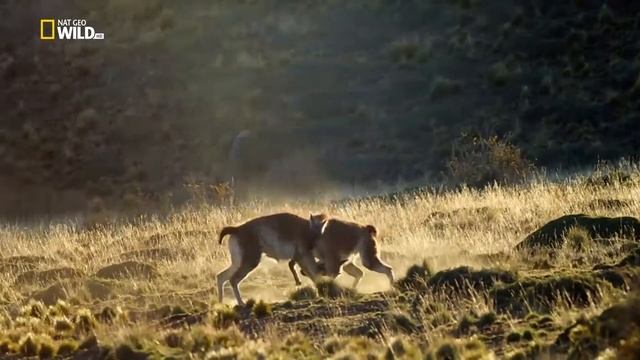 Дикое побережье Перу ( 1 серия ) смотреть онлайн