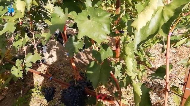 Виноградный сезон 2021 года: Богема, Заря Несветая, Арабелла, Краса Балок, Армани смотреть онлайн