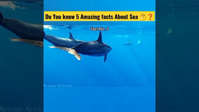 Do you know 5 Amazing facts about Sea 🤔❓/#shorts/#sea/#Hemukafacts/#samudra/#facts/#shortfacts смотреть онлайн