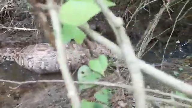 dangerous python ? live ,true смотреть онлайн