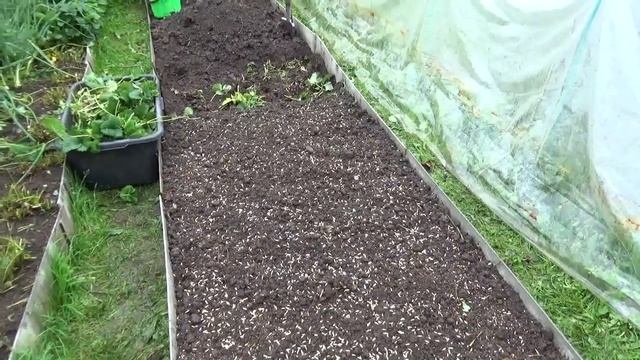 Готовим грядки после клубники под будущие посадки. Кострома. смотреть онлайн