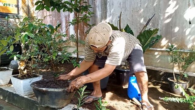 ADENIUM & Bonsai Anggur Brasil Preco смотреть онлайн