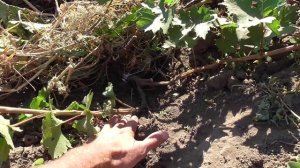 Формировка виноградного кустика в первый год вегетации.