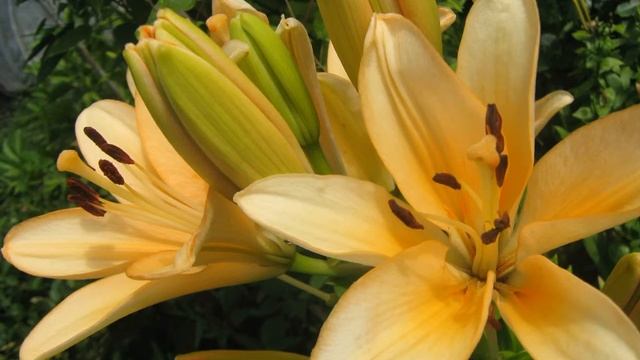 Лилии в нашем саду Часть 2 смотреть онлайн