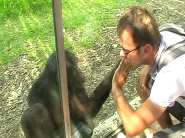 Две обезьяны \ Two Monkeys