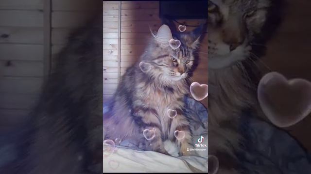 Мейн-кун смотреть онлайн