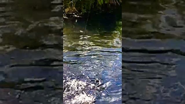 ЗАХОТЕЛОСЬ ФОРЕЛЬКИ НА УГЛЯХ??? смотреть онлайн