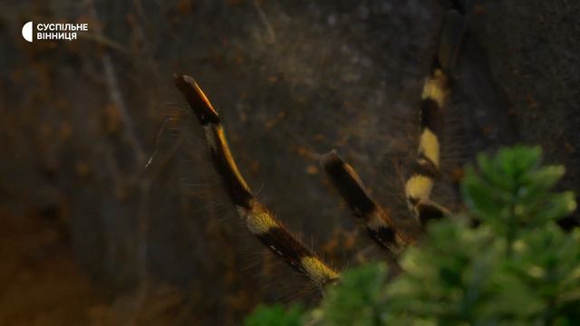 Змії, павуки, хамелеони: переселенці з Харкова влаштували екзотичну виставку у Вінниці