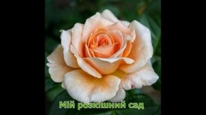 Троянда Примадонна ( роза Primadonna ) Мій розкішний сад