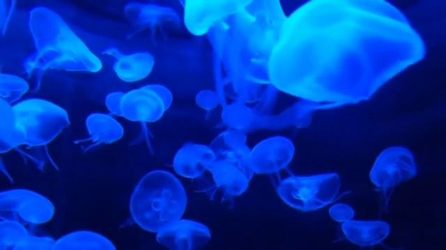 Глубокая релаксация.Мир под водой!!! смотреть онлайн