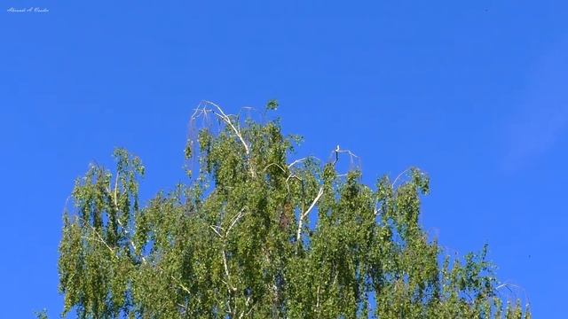 Полет и пение стрижей. Звуки лета для релаксации смотреть онлайн
