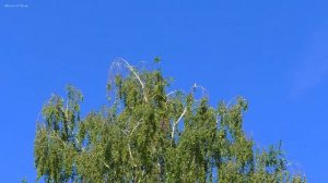 Полет и пение стрижей. Звуки лета для релаксации