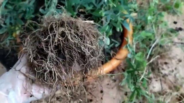 Замена грунта Пассифлоре смотреть онлайн