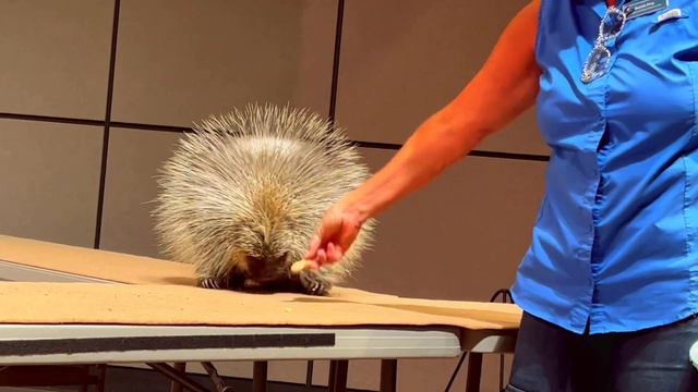 Музей под открытым небом |Аризона |Эмоции , что увидели там . смотреть онлайн