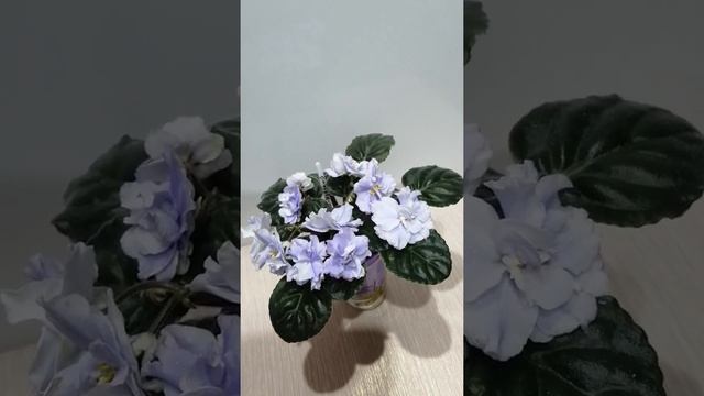 Фиалка ЕК-Невский. Обзор. смотреть онлайн