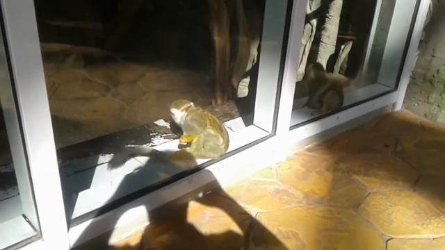 ПОПУГАИ, А ТАК ЖЕ ИНТЕРЕСНЫЕ МЕЛКИЕ ЗВЕРЬКИ В ЗАКЛЮЧЕНИЕ! ПРОЩАЙ ЗООПАРК МИНСКА! смотреть онлайн