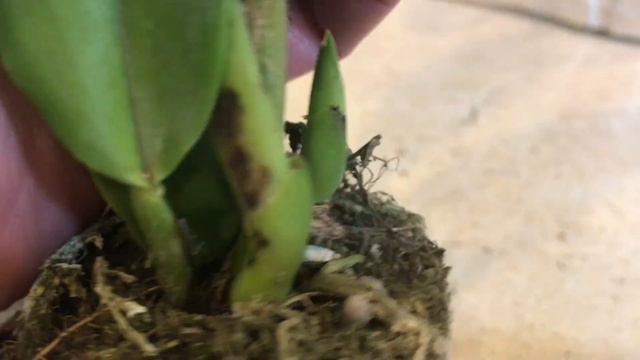 Нові орхідейки! Одна зайва! Кому? смотреть онлайн