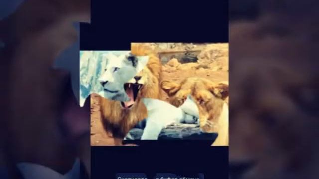 Самые красивые львы! смотреть онлайн