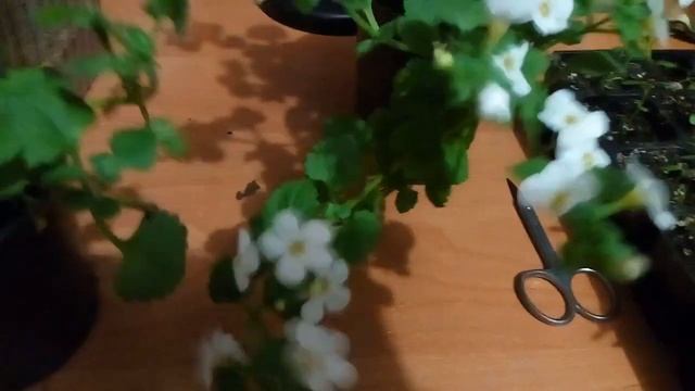 Рассаду каких цветов желательно прищипнуть. смотреть онлайн
