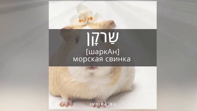23 слова на иврите | ДОМАШНИЕ ЖИВОТНЫЕ иврит | Изучение иврита смотреть онлайн