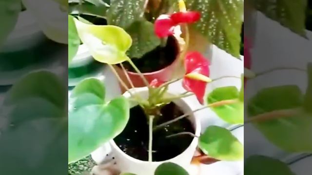 Дрождың үй гүлдеріне пайдасы. Дрожды қалай дайындау. смотреть онлайн