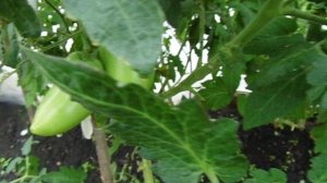 Немного о томате " Петруша-огородник"!