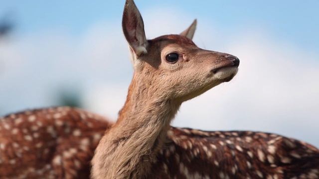WILD MEETINGS: Red Deer, Fawn, (Cervus Elaphus) смотреть онлайн