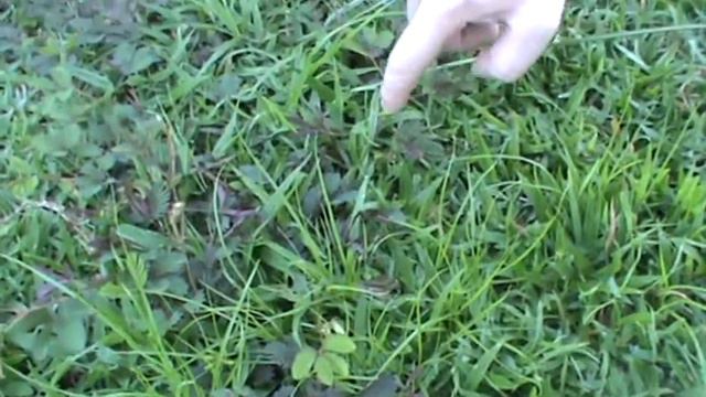 листики прячутся смотреть онлайн