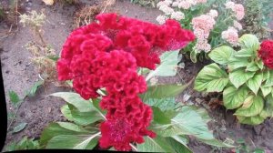 Целозия гребенчатая ? секреты выращивания цветов с петушиными гребешками