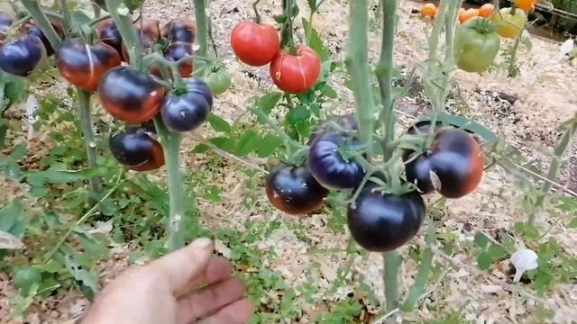 Томат Ла Кадеро (La Cadero) смотреть онлайн