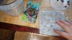 Как прорастить семена клещевины. Лучший способ!