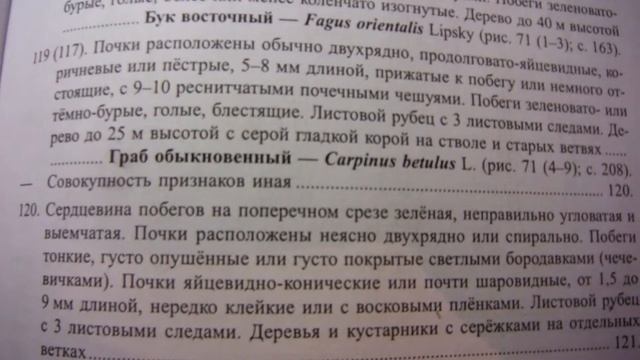 Работа с ботаническими определителями #3. Очередное расположение почек. Береза повислая смотреть онлайн