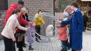 Пудель Джуник - выступление!!! Пудели - лучшие!!!