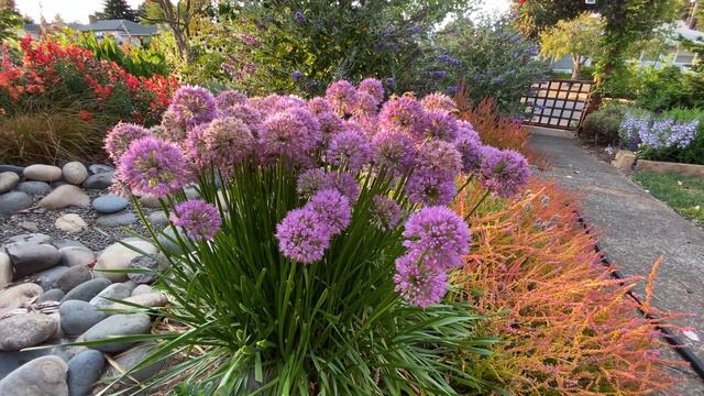 Bees loving Allium 'Millenium' смотреть онлайн
