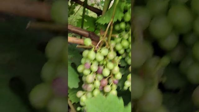 1 часть. Алешенькин, Кодрянка и Муромец на 26 июля 2021 года. Алтайский край. смотреть онлайн