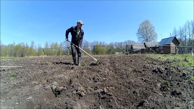 Березовый деготь от проволочника // Посадка картофеля // Жизнь в деревне смотреть онлайн