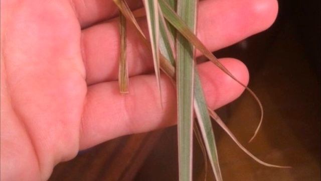 Почему погибает драцена...